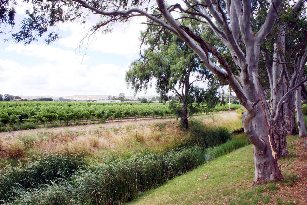 Vine Inn Barossa Nuriootpa Exterior foto